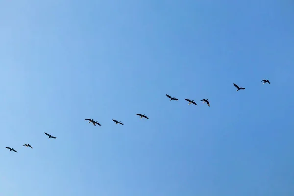 Oiseaux Migrateurs Dans Ciel — Image vectorielle