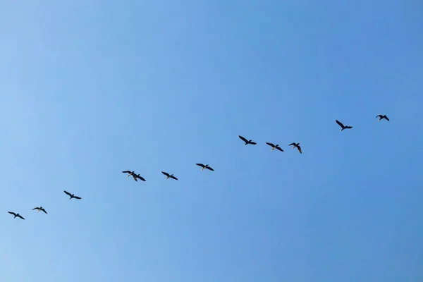 空を飛ぶ鳥たち — ストックベクタ