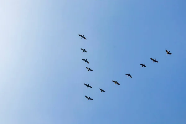 Uccelli Migratori Nel Cielo — Vettoriale Stock