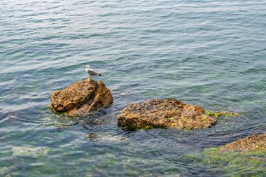 Doğadaki kayalarda martı.