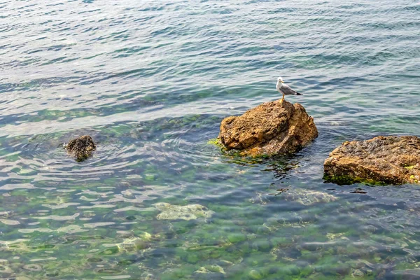 Zeemeeuw Rotsen Natuur — Stockfoto