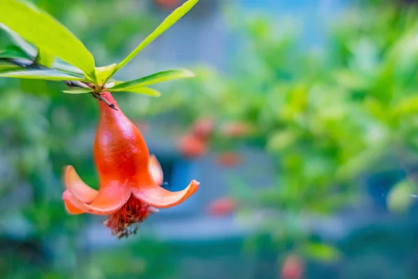 Granatäpplen Blommor Trädgrenar — Stockfoto