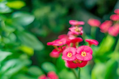 Doğadaki pembe mutluluk çiçeklerini kapatın.
