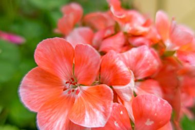 Doğadaki sardunya çiçeğini kapatın.