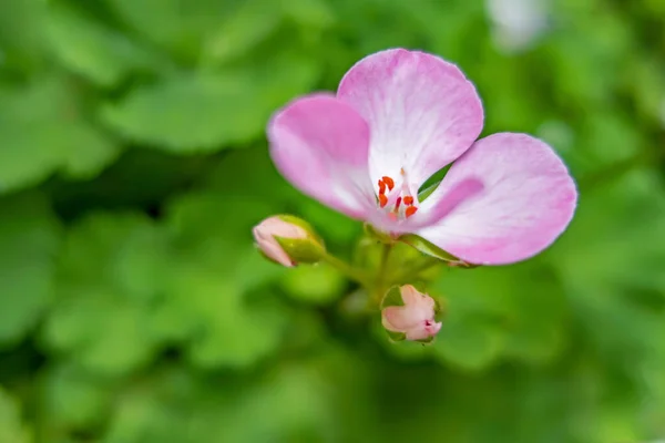 Nahaufnahme Geranienblüte Der Natur — Stockfoto