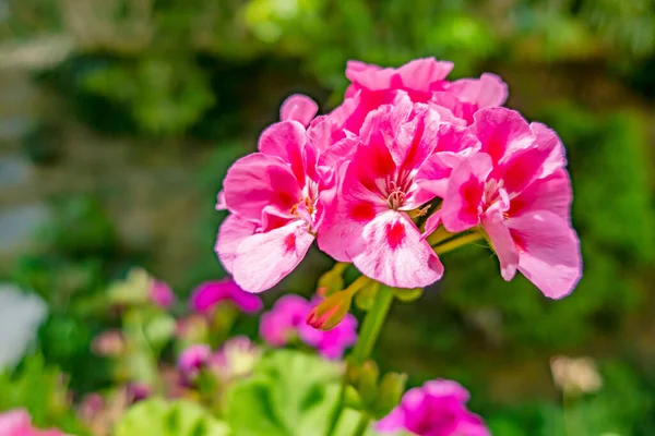 自然の中でゼラニウムの花を閉じて — ストック写真