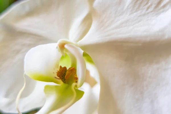 Закрыть Белый Цветок Орхидеи — стоковое фото