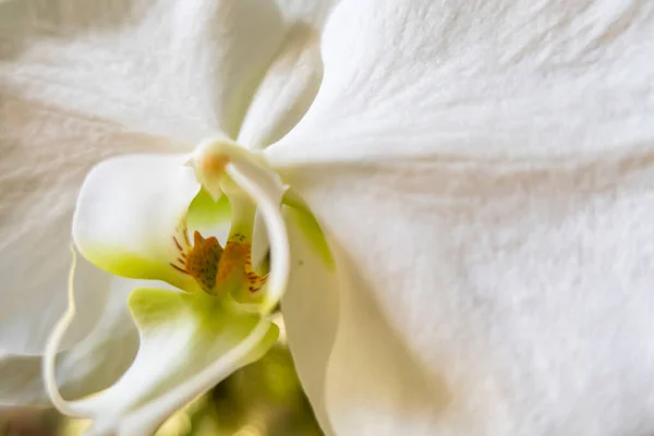Fechar Acima Flor Branca Orchid — Fotografia de Stock