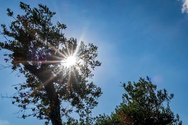 Mavi gökyüzü ve doğadaki zeytin ağacı