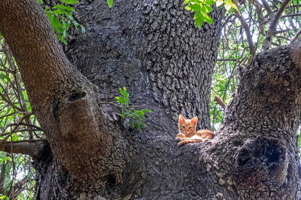 Kätzchen Auf Baumstamm Der Natur — Stockfoto