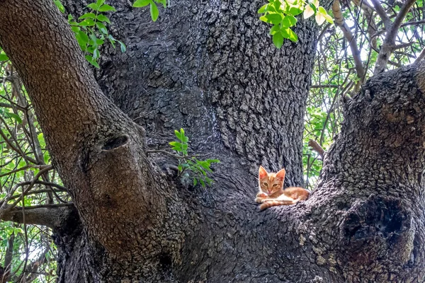 Kätzchen Auf Baumstamm Der Natur — Stockfoto