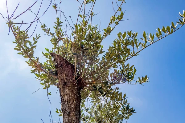 Голубое Небо Оливковое Дерево Природе — стоковое фото