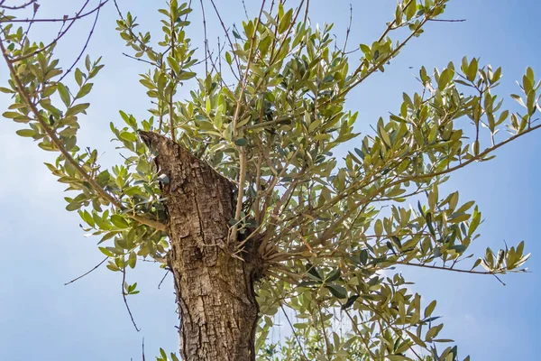 Cielo Azul Olivo Naturaleza —  Fotos de Stock