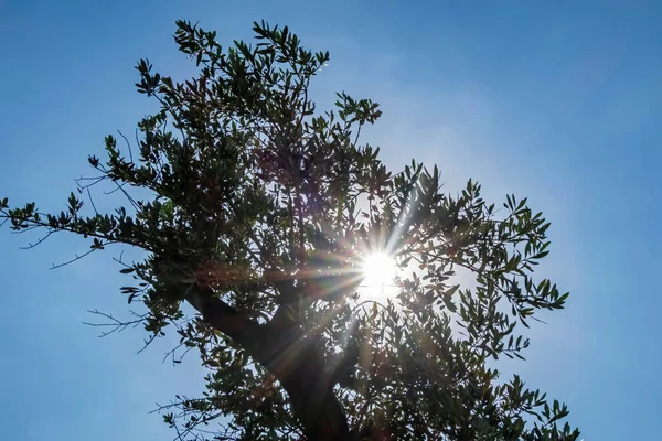 Mavi Gökyüzü Doğadaki Zeytin Ağacı — Stok fotoğraf