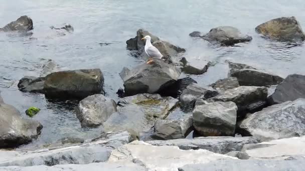 海滨岩石上的海鸥 — 图库视频影像