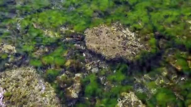 Rocks Algae Sea — Stock Video