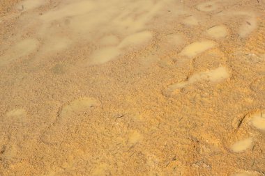 Çamurlu yol ve doğadaki ayak izleri