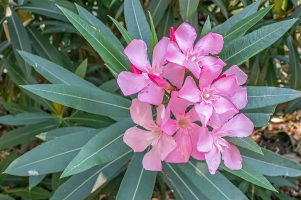 Oleander Virág Zöld Levelek — Stock Fotó