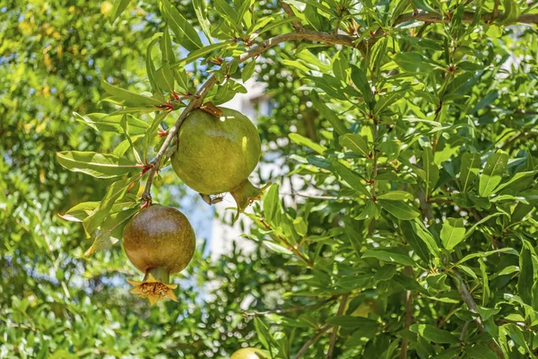 Granatapfelfrucht Baum — Stockfoto