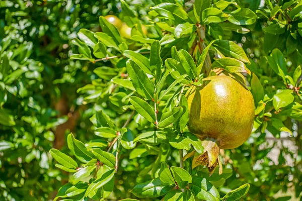 Fruta Granada Árbol — Foto de Stock