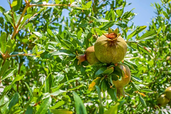 Granatapfelfrucht Baum — Stockfoto