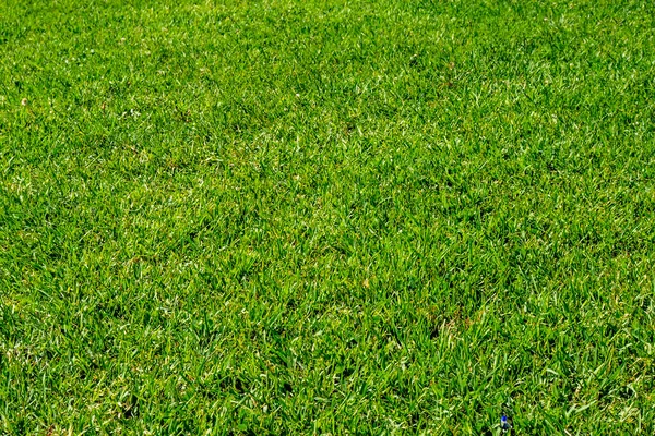 Groen Gras Natuur Voor Achtergrond — Stockfoto