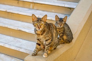 Anne kedi ve kedi merdivenlerde.