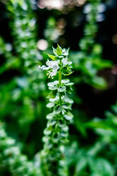 stock image close up green basil plant in nature