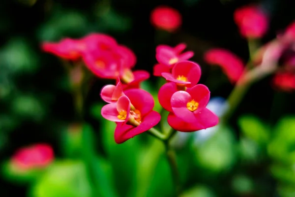 Euphorbia Milii Couronne Épines Fleurs Dans Nature — Photo