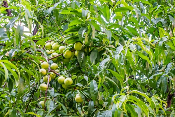 Rohe Nektarinfrucht Auf Ästen — Stockfoto