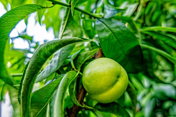 Rohe Nektarinfrucht Auf Ästen — Stockfoto