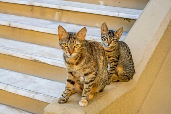 Mãe Gato Gatinho Nas Escadas — Fotografia de Stock