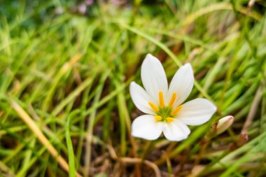 Peri zambağı, Florida yerlisi doğada beyaz çiçekler açıyor.