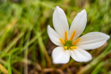 Peri zambağı, Florida yerlisi doğada beyaz çiçekler açıyor.