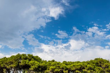 Doğada orman üzerindeki bulutlar