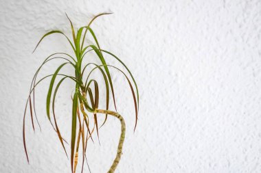 Dracaena Marginata bitkilerini kapatın