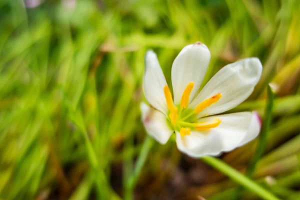 Lys Fée Florida Indigènes Automne Fleurs Blanches Dans Nature — Photo