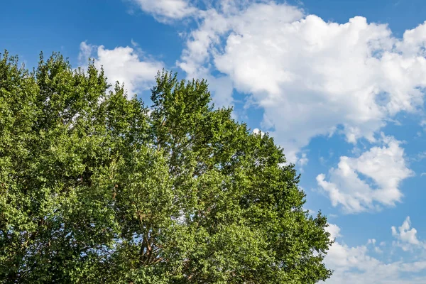 Ciel Arbres Dans Nature — Photo