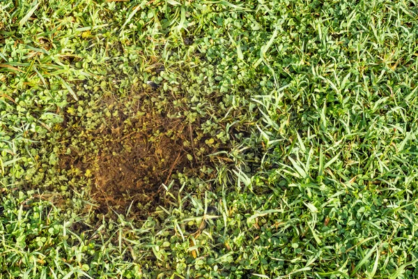 Plas Het Gras Natuur — Stockfoto