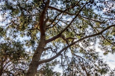 Doğada ormandaki ağaçlar