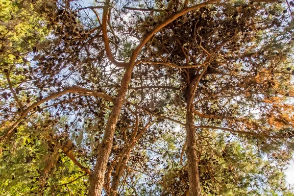 Arbres Dans Forêt Dans Nature — Photo