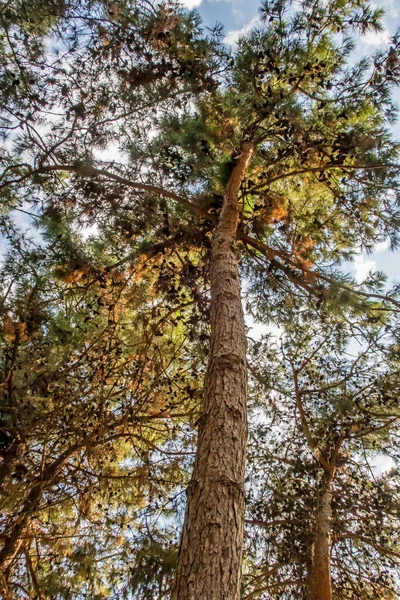 Arbres Dans Forêt Dans Nature — Photo