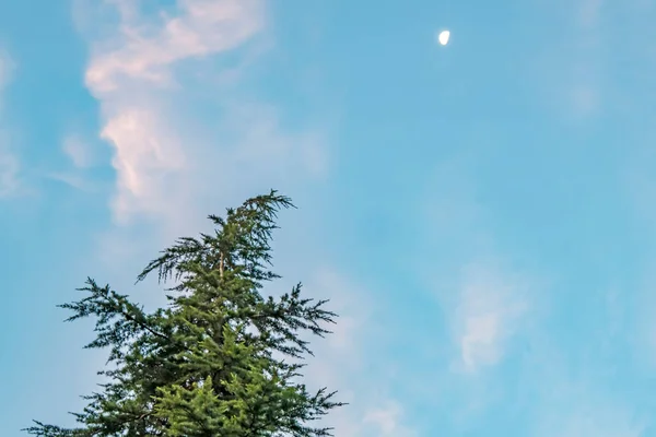 Небо Дерево Луной — стоковое фото