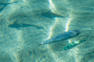Yaz mevsiminde arka planda deniz manzarası
