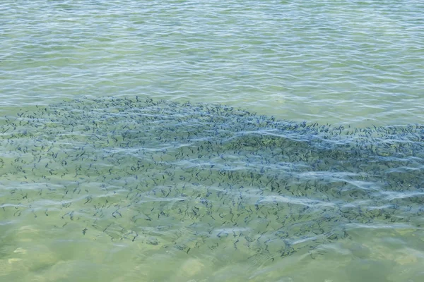 Yaz mevsiminde arka planda deniz manzarası