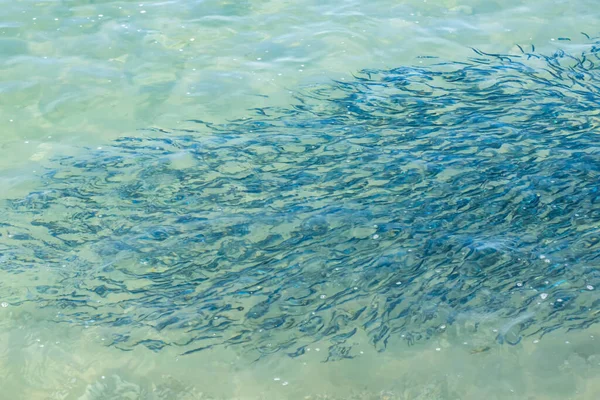 Yaz mevsiminde arka planda deniz manzarası