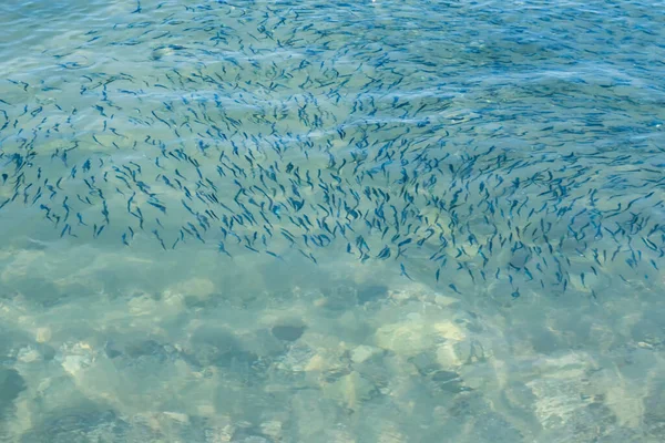 Yaz mevsiminde arka planda deniz manzarası
