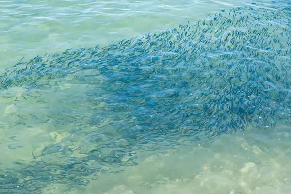 Yaz mevsiminde arka planda deniz manzarası