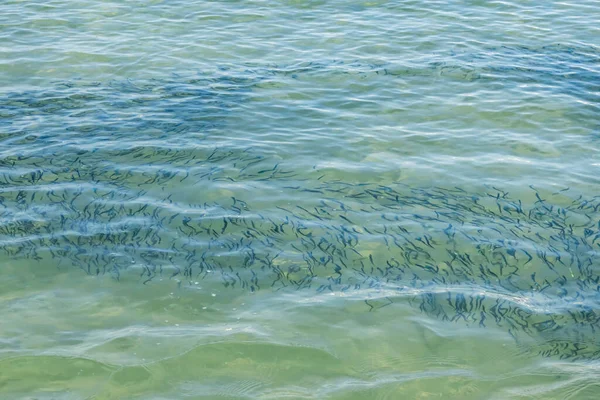 Yaz mevsiminde arka planda deniz manzarası