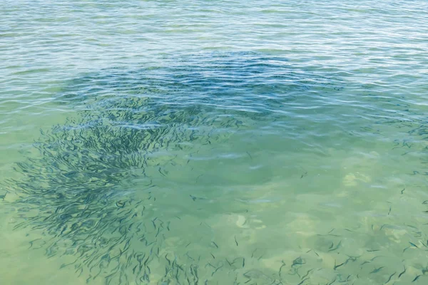 Yaz mevsiminde arka planda deniz manzarası